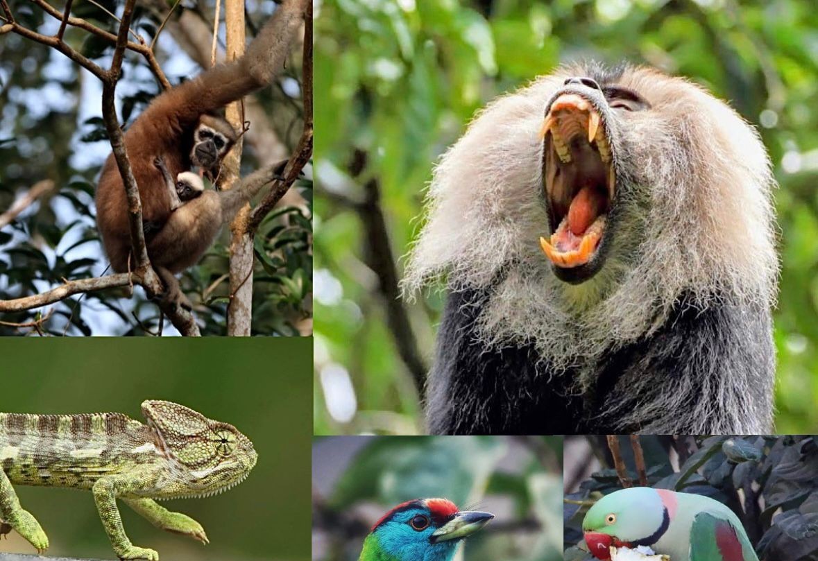 The image for the event named Nature and Biodiversity Documenting