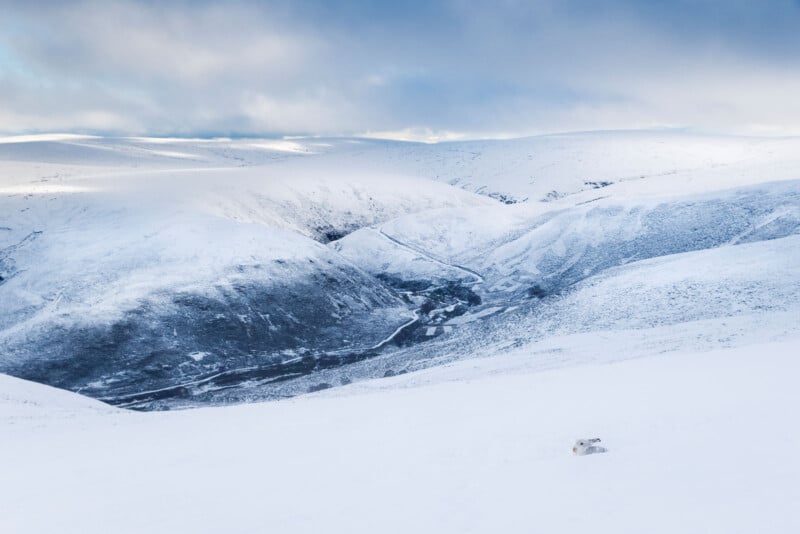 The image for the event named Kincraig Winter Trip (Cairngorms)