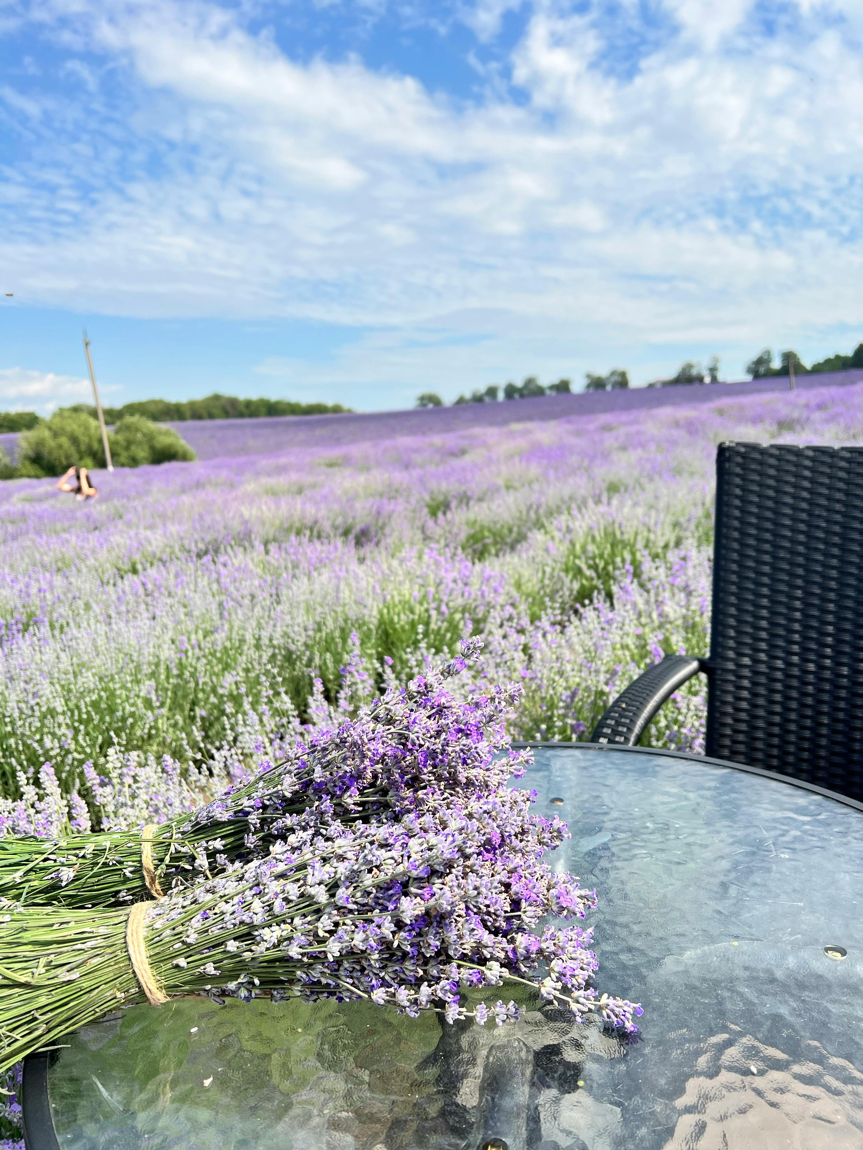 The image for the event named Trip to Yorkshire Lavender!