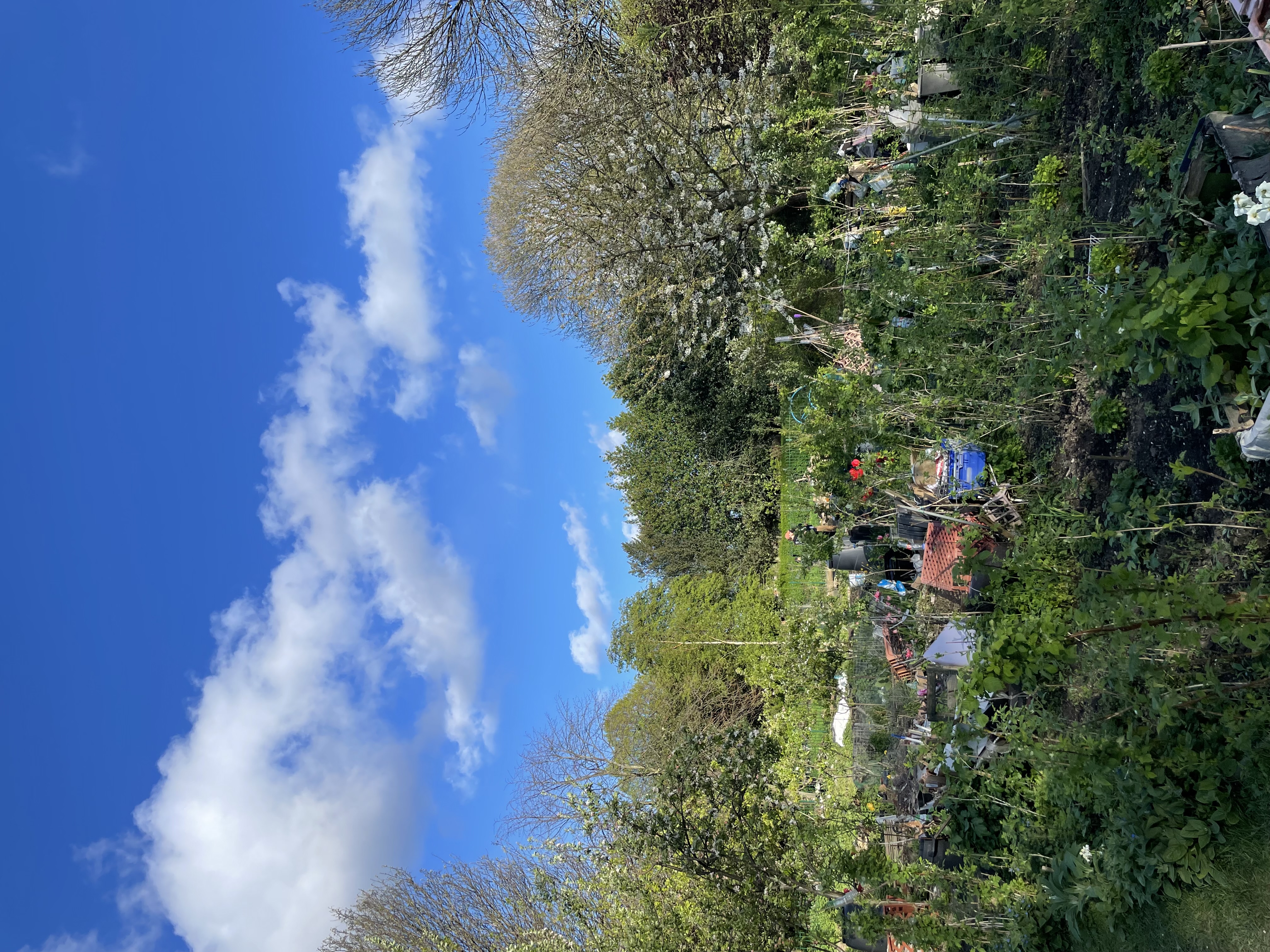 The image for the event named Weekly Allotment Session